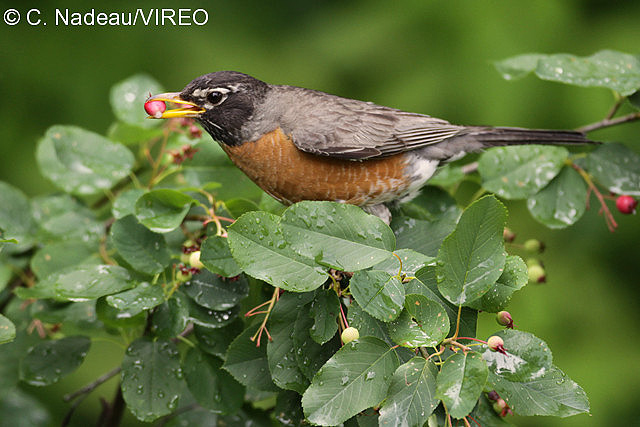 American Robin n09-2-006.jpg